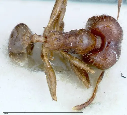 Pheidole ernsti - FOCOL0216