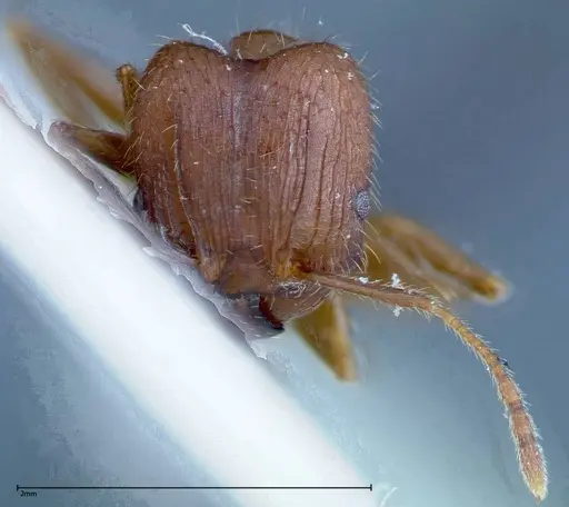 Pheidole ernsti - FOCOL0216
