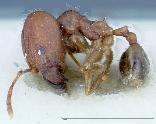 Pheidole ernsti - FOCOL0216