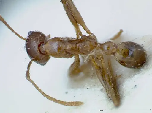 Pheidole ernsti - FOCOL0217