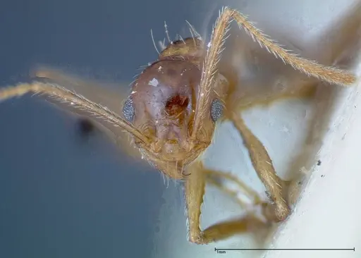 Pheidole ernsti - FOCOL0217