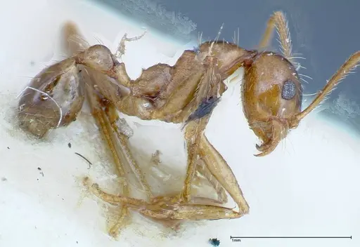 Pheidole ernsti - FOCOL0217