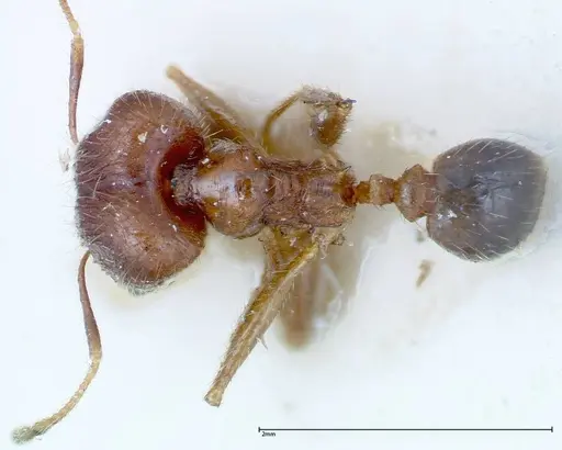 Pheidole ernsti - FOCOL0218