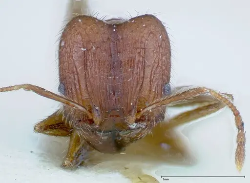 Pheidole ernsti - FOCOL0218