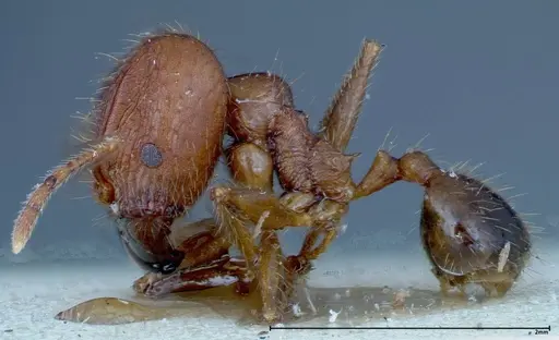 Pheidole ernsti - FOCOL0218