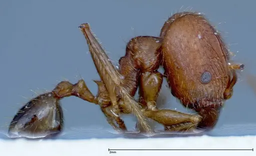 Pheidole ernsti - FOCOL0218