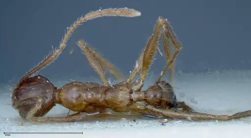 Pheidole ernsti - FOCOL0219