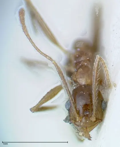 Pheidole ernsti - FOCOL0219