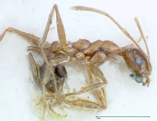 Pheidole ernsti - FOCOL0219