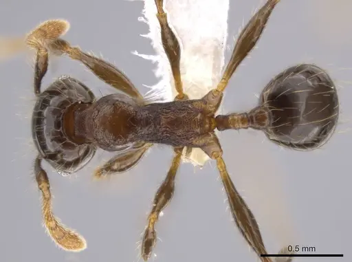 Pheidole erratilis specimen