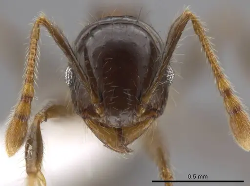Pheidole erratilis specimen