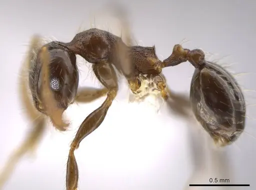 Pheidole erratilis specimen