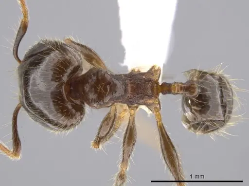 Pheidole erratilis - CASENT0619754