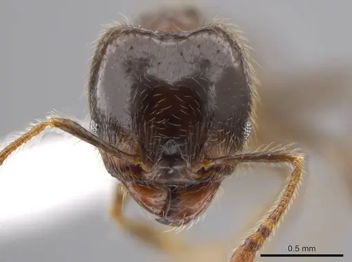 Pheidole erratilis - CASENT0619754