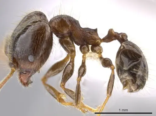 Pheidole erratilis - CASENT0619754