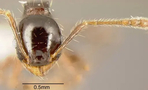 Pheidole erratilis - CASENT0635462