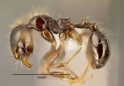 Pheidole erratilis - CASENT0635462