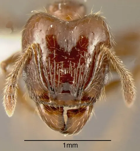 Pheidole erratilis - INBIOCRI001282704