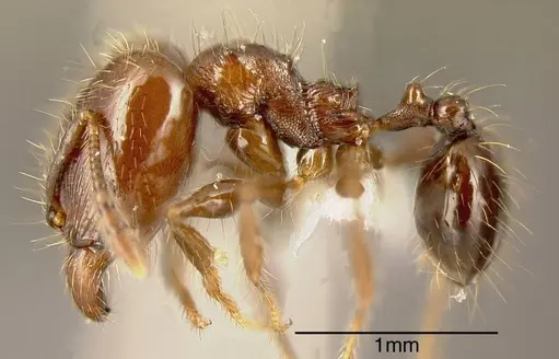 Pheidole erratilis - INBIOCRI001282704