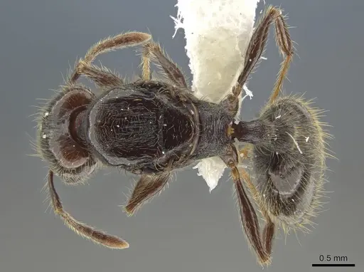 Pheidole erratilis - INBIOCRI002281972