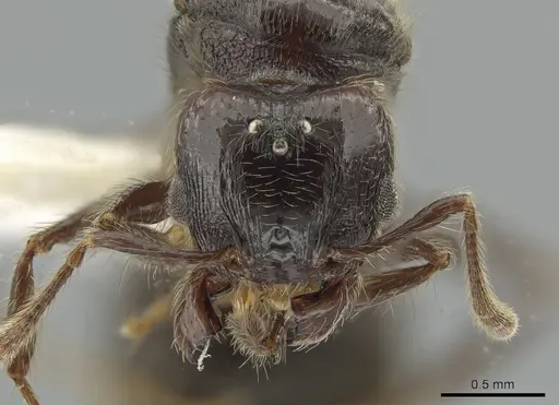 Pheidole erratilis - INBIOCRI002281972