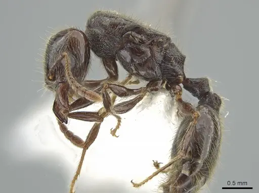 Pheidole erratilis - INBIOCRI002281972