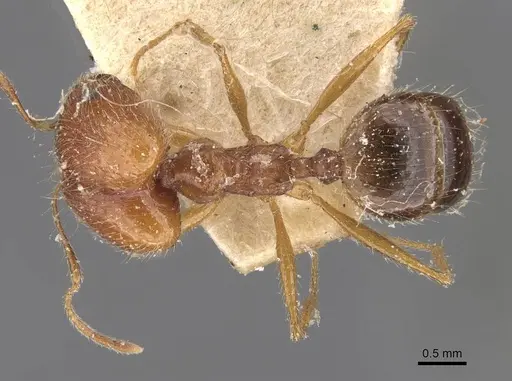 Pheidole escherichii specimen