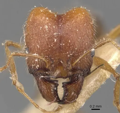 Pheidole escherichii specimen