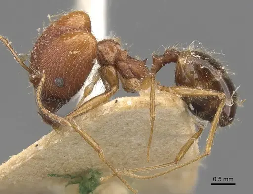 Pheidole escherichii specimen
