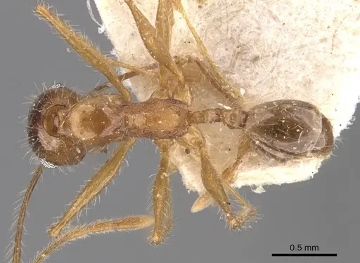 Pheidole escherichii - CASENT0907822
