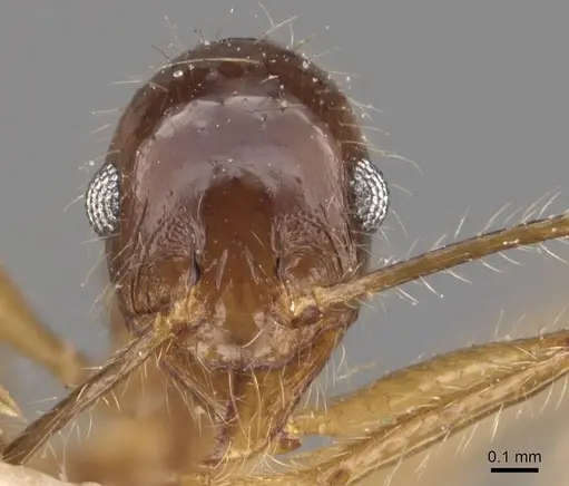 Pheidole escherichii - CASENT0907822