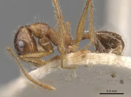 Pheidole escherichii - CASENT0907822