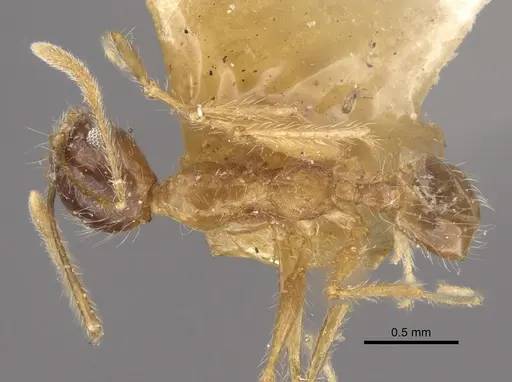 Pheidole escherichii - CASENT0917766