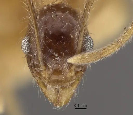 Pheidole escherichii - CASENT0917766