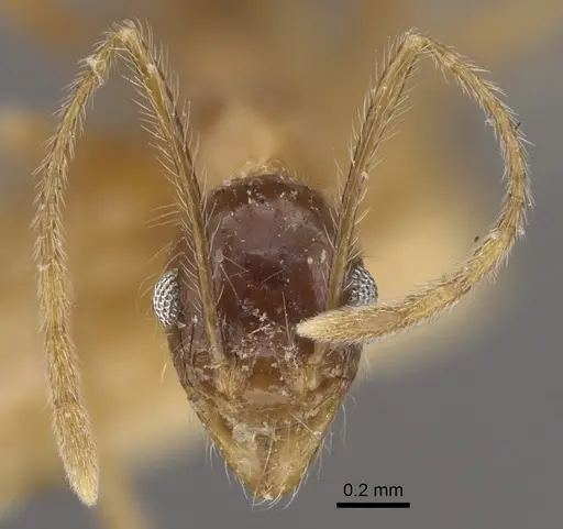 Pheidole escherichii - CASENT0917766