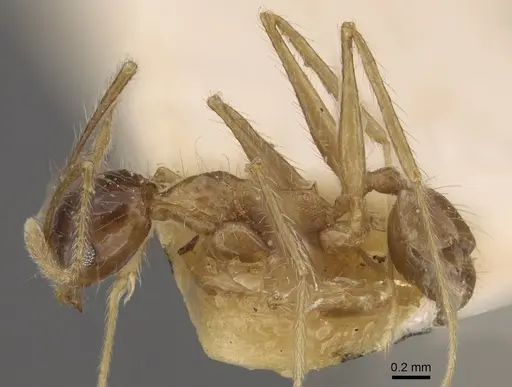 Pheidole escherichii - CASENT0917766