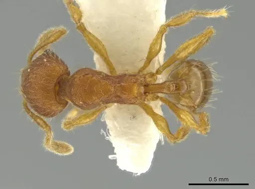 Pheidole euryscopa specimen