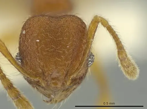 Pheidole euryscopa specimen
