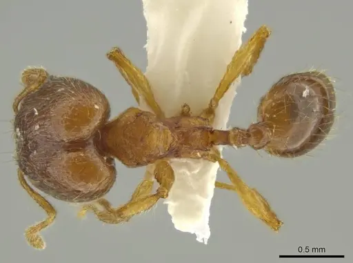 Pheidole euryscopa - JTLC000016371