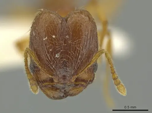 Pheidole euryscopa - JTLC000016371