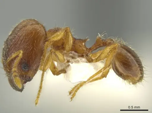 Pheidole euryscopa - JTLC000016371