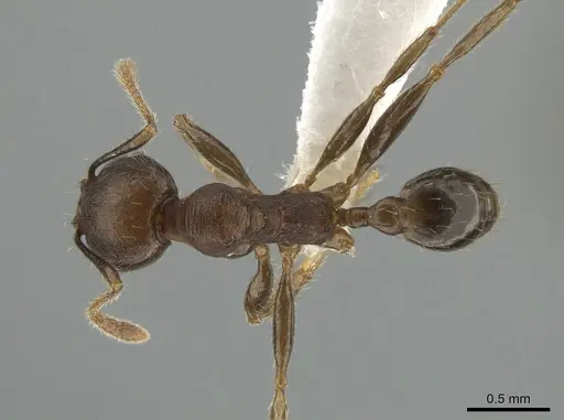 Pheidole exarata specimen