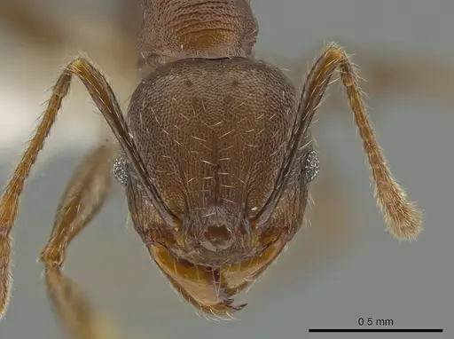 Pheidole exarata specimen