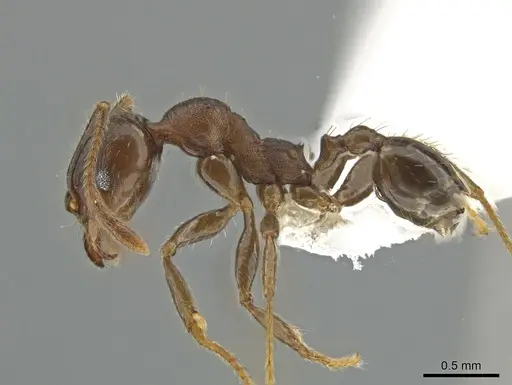 Pheidole exarata specimen