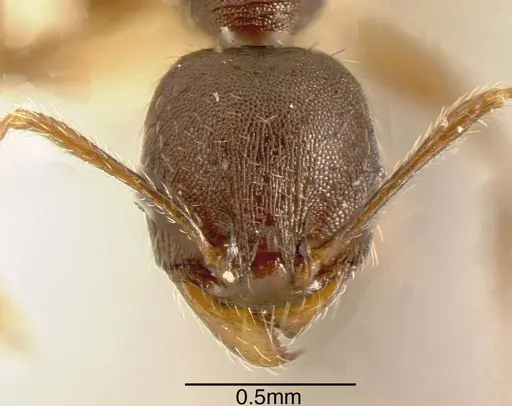 Pheidole exarata - CASENT0635463