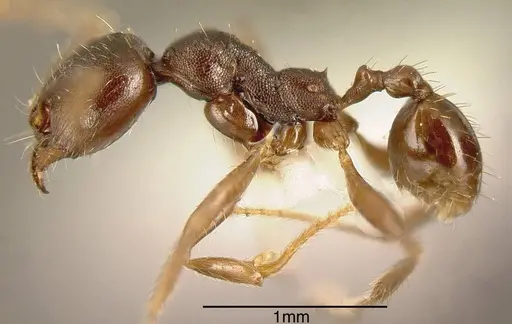 Pheidole exarata - CASENT0635463
