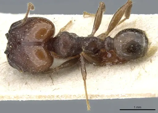 Pheidole exarata - CASENT0904334