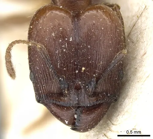 Pheidole exarata - CASENT0904334