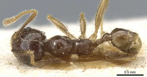 Pheidole exarata - CASENT0904335