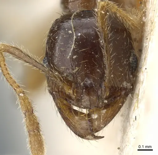 Pheidole exarata - CASENT0904335